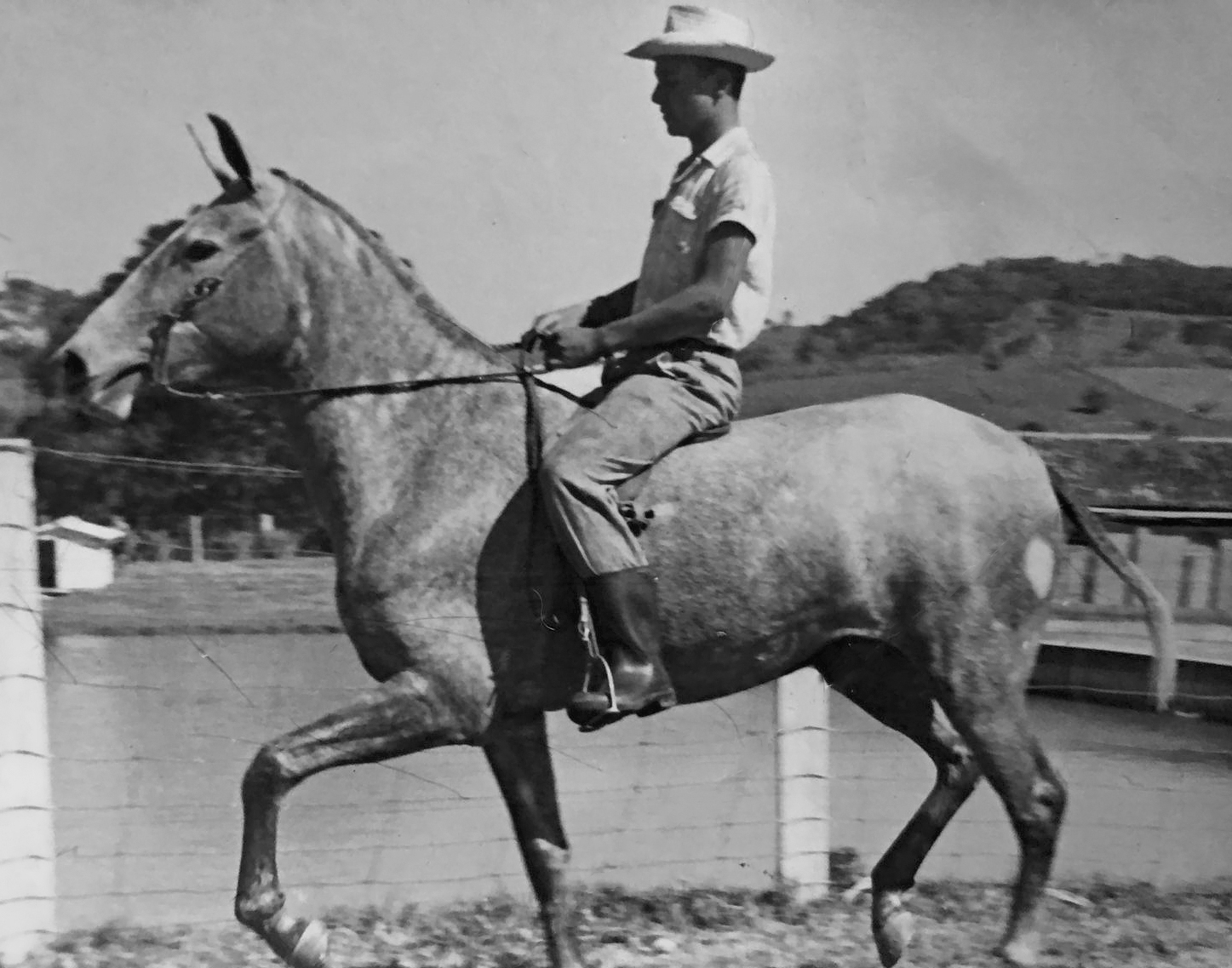 Cavalo